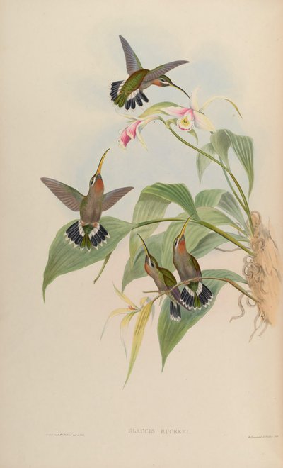Glaucis ruckeri = Threnetes ruckeri ventosus by John Gould